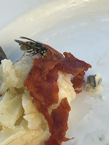 German Yellowjacket