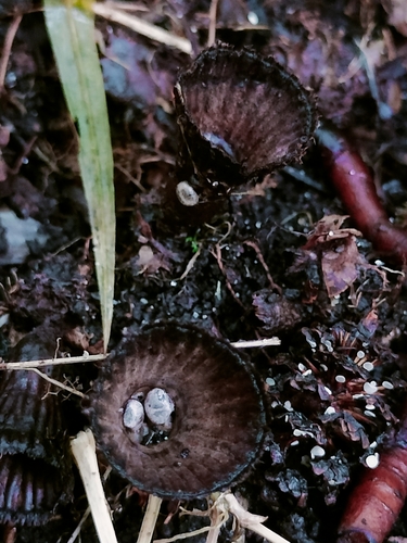 fluted bird's nest fungus