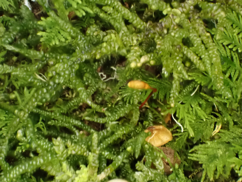 Camptochaete excavata, 2026-10-13