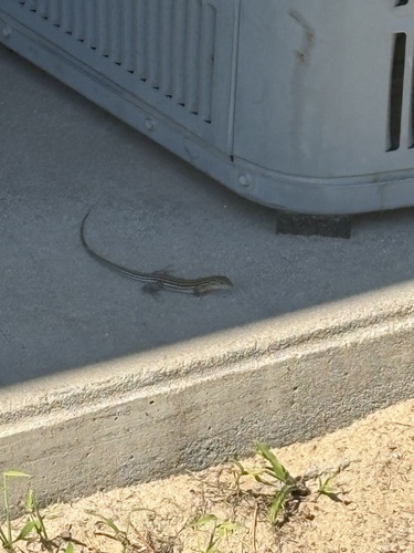 Six-lined Racerunner