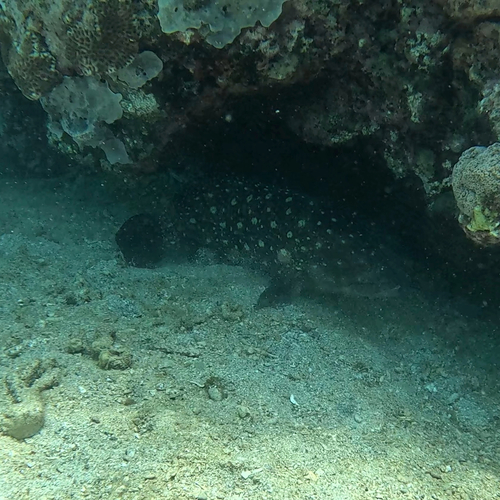 Epinephelus coeruleopunctatus observed 2026-10-12