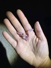 Rena humilis humilis