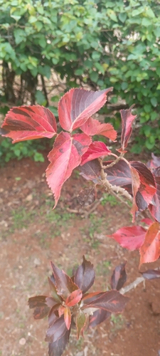 Acalypha amentacea observed 2026-10-12