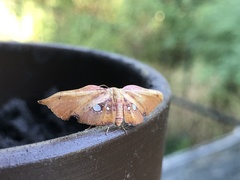 Siculodes aurorula