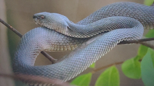 Trimeresurus purpureomaculatus observed 2026-09-26