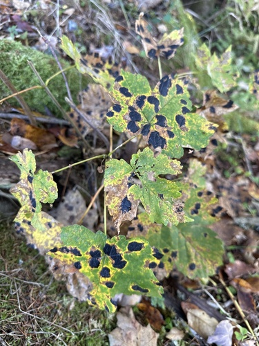 Black Tar Spot