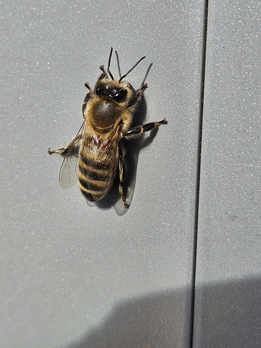 Western Honey Bee