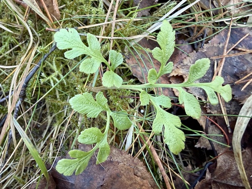 leathery grapefern