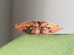 Siculodes aurorula