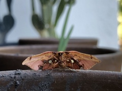 Siculodes aurorula