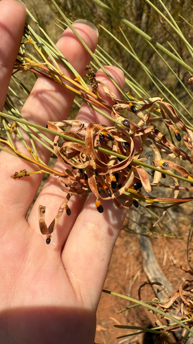 Acacia tenuissima, 2026-10-13