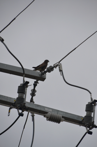Brown Falcon