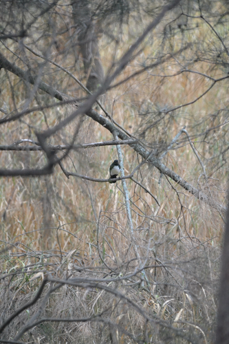 Willie Wagtail