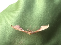 Siculodes aurorula
