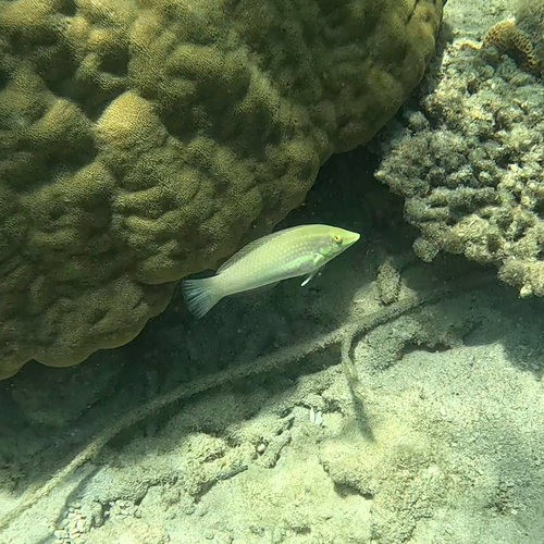 Halichoeres chloropterus observed 2026-10-12