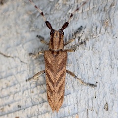 Saperda obliqua