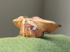 Siculodes aurorula