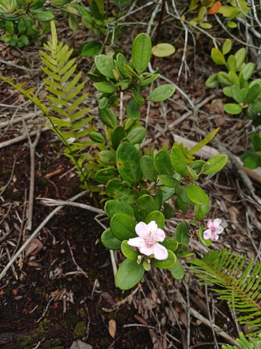 Rhodomyrtus tomentosa observed 2026-10-13