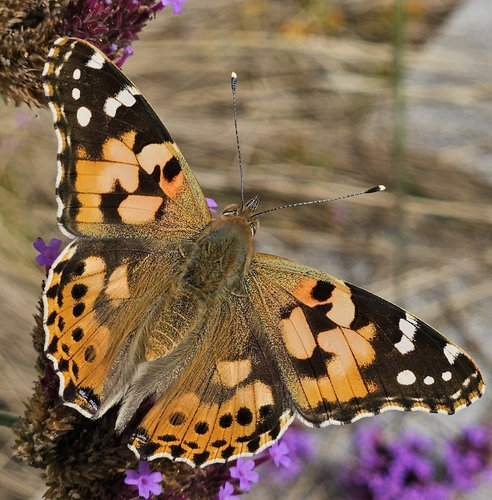 Painted Lady