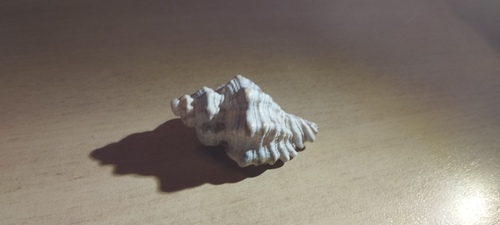 Ocenebra erinacea, 2026-10-13