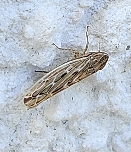 Psammotettix alienus