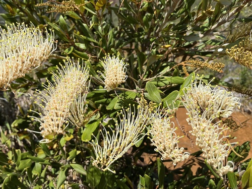Grevillea exul observed 2026-10-13