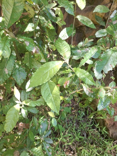 Brachylaena discolor observed 2026-10-11