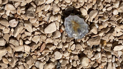 Patella caerulea observed 2026-10-13