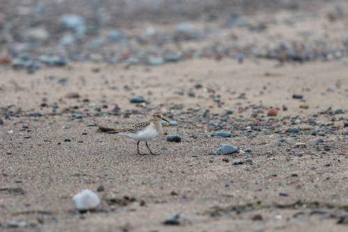 iNaturalist image