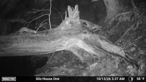 American Mink
