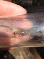 Ceuthophilus californianus