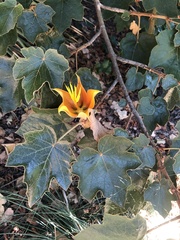 ×chiranthofremontia lenzii