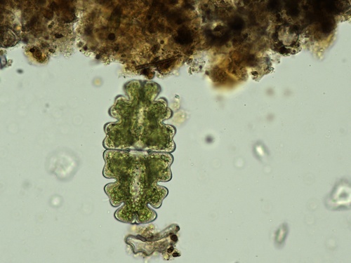 Euastrum oblongum