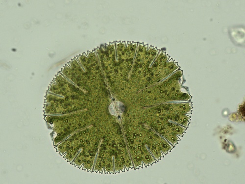 Micrasterias thomasiana