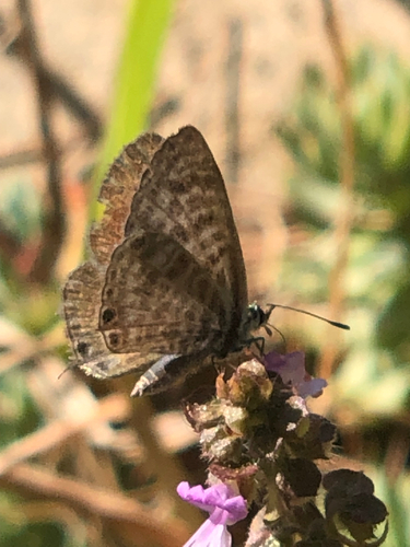 Lang's Short-tailed Blue