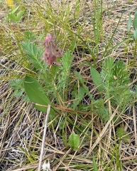 Geum triflorum