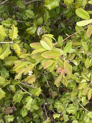 Amelanchier canadensis