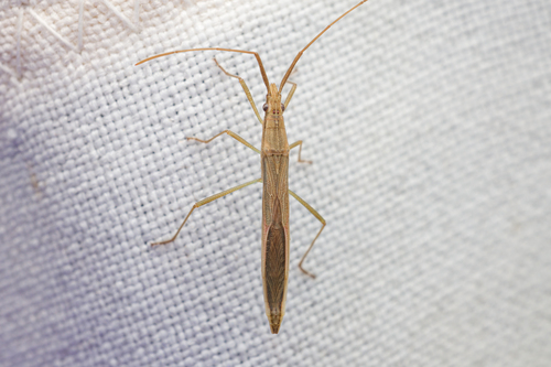 Long Broad-headed Bug