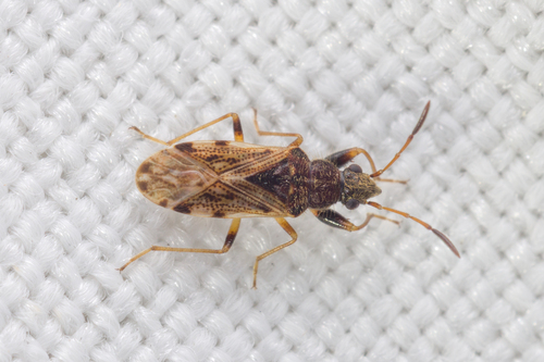 Remaudiereana inornata