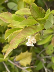Amelanchier canadensis