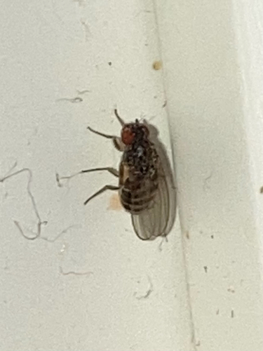 Drosophila hydei observed 2026-10-13