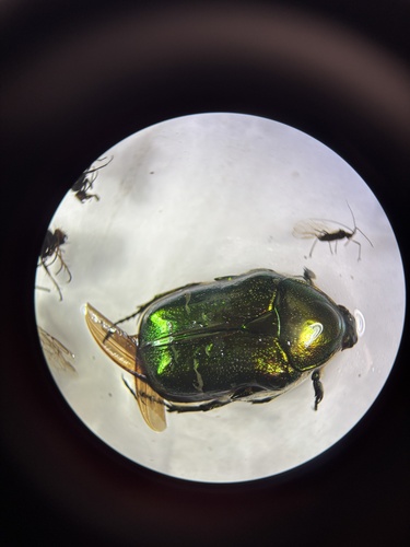 European Rose Chafer