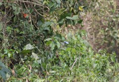 Morpho helenor montezuma