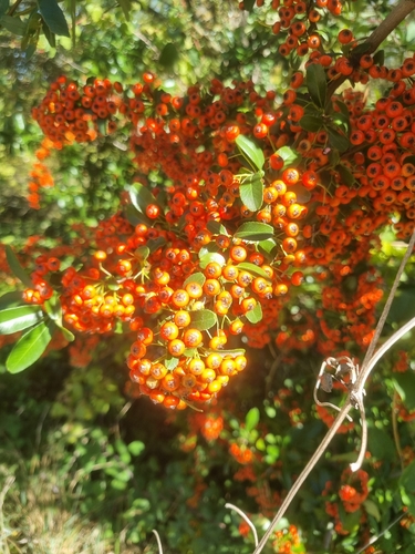 Firethorn