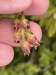 Amelanchier canadensis