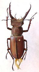 Lucanus luci