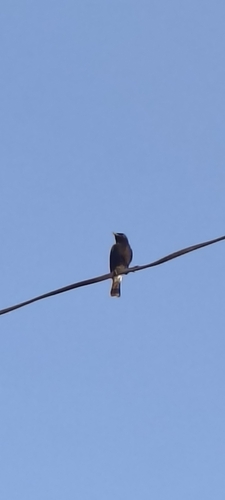 Pied Bushchat