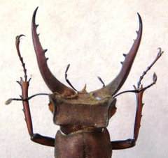 Lucanus luci