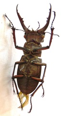 Lucanus luci