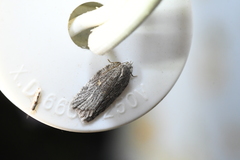 Acleris maximana